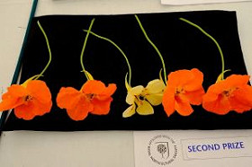 Mundham & District Gala and Flower Show 2026